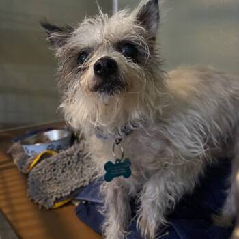 Rescue Yorkshire Terrier and Mixed Breed Dogs for Adoption in Chicago, Illinois - Flurry | PetCurious