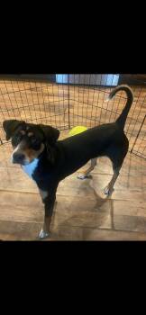 Rescue Beagle Dogs for Adoption in Berea, Kentucky - Daisy | PetCurious