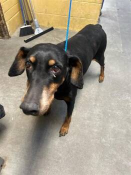 Doberman Pinscher Dogs Available for Adoption - HEBE | PetCurious