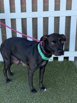 Pit Bull Terrier and Mixed Breed Dogs Available for Adoption - A607945 | PetCurious