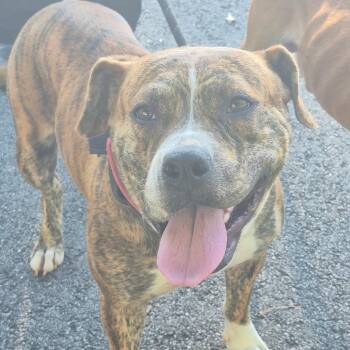 09/14/2026-Stray-CrossTieDrive2 -  Mixed Breed Dog for Adoption in Columbus, Georgia - 09/14/2026-Stray-CrossTieDrive2 | PetCurious