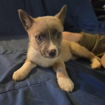 Apple Cider -  Husky and Mixed Breed Dog for Adoption in Ferndale, Washington - Apple Cider | PetCurious