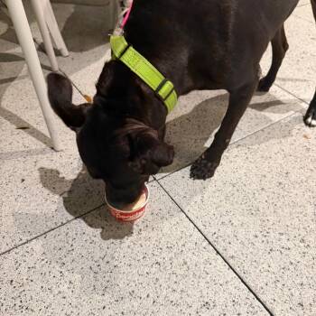 Cowgirl -  Mixed Breed Dog for Adoption in West Palm Beach, Florida - Cowgirl | PetCurious
