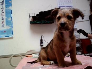 Terrier and Mixed Breed Dogs Available for Adoption in Martinez, California - LARRY | PetCurious