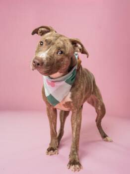 Saylor -  Mixed Breed Dog for Adoption in Atlanta, Georgia - Saylor | PetCurious