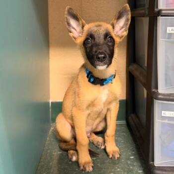 Simba -  Belgian Shepherd Malinois and Mixed Breed Dog for Adoption in Tampa, Florida - Simba | PetCurious