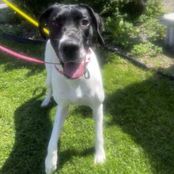 Benelli -  Great Dane Dog for Adoption in Pittsford, Vermont - Benelli | PetCurious