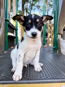 Kevin -  Beagle and Australian Cattle Dog Blue Heeler Dog for Adoption in Fairfax, Virginia - Kevin | PetCurious