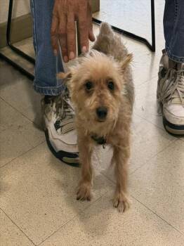 VANESSA -  Yorkshire Terrier Dog for Adoption - VANESSA | PetCurious