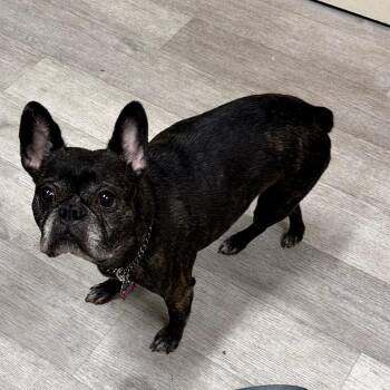 Faith -  French Bulldog Dog for Adoption in Waldorf, Maryland - Faith | PetCurious