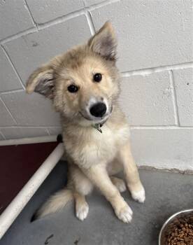 GARNET -  German Shepherd Dog Dog Available for Adoption in Rosenberg, Texas - GARNET | PetCurious