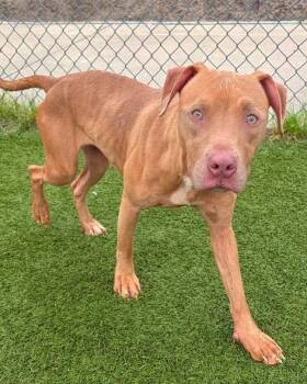 MIRACLE -  Mixed Breed Dog for Adoption in Columbia, South Carolina - MIRACLE | PetCurious