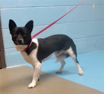 Chihuahua and Mixed Breed Dogs Available for Adoption in Moreno Valley, California - PERKINS | PetCurious