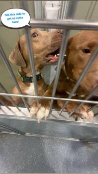 Duncan and Chrome -  Mixed Breed Dog for Adoption in Davenport, Iowa - Duncan And Chrome | PetCurious