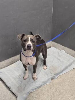 BELLA -  Pit Bull Terrier and Mixed Breed Dog for Adoption in Tallahassee, Florida - BELLA | PetCurious