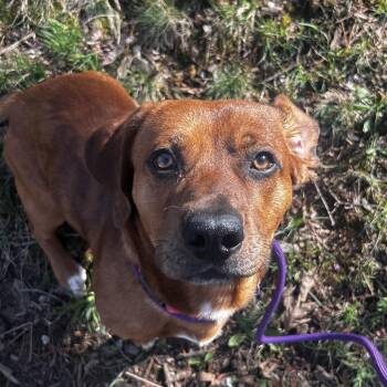 Mixed Breed Dogs Available for Adoption - Diesel | PetCurious