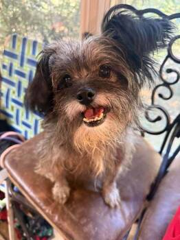 Chiquita -  Mixed Breed Dog for Adoption in Wayne, New Jersey - Chiquita | PetCurious