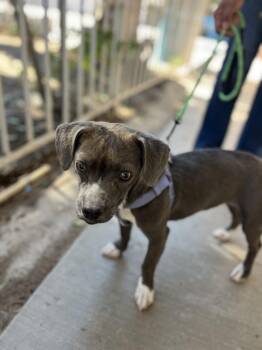 Rescue Spaniel Dogs for Adoption in Poway, California - Cassie | PetCurious
