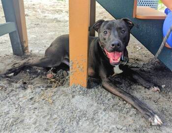 Rescue American Staffordshire Terrier Dogs for Adoption in Fort Lauderdale, Florida - SASUKE | PetCurious
