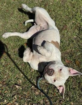 American Staffordshire Terrier Dogs Available for Adoption - MOODENG | PetCurious