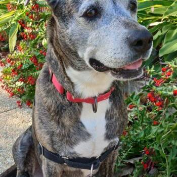 Luna -  Labrador Retriever and Mixed Breed Dog for Adoption in Chester, Maryland - Luna | PetCurious