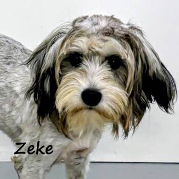 Zeke -  Chinese Crested Dog Dog for Adoption in Aurora, Nebraska - Zeke | PetCurious