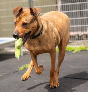 Boxer Dogs Available for Adoption in Stratham, New Hampshire - Johnny | PetCurious