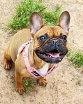 Minnie -  French Bulldog Dog for Adoption in Texarkana, Texas - Minnie | PetCurious