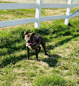 Terrier Dogs Available for Adoption - RICO! | PetCurious