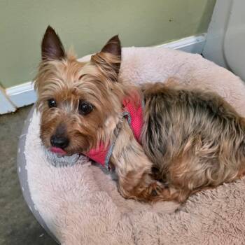 Romeo -  Yorkshire Terrier Dog for Adoption in Overland Park, Kansas - Romeo | PetCurious