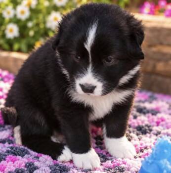 Noelle -  Collie and Australian Shepherd Dog for Adoption in Batesville, Arkansas - Noelle | PetCurious