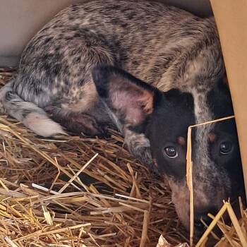 Rescue Australian Cattle Dog Blue Heeler Dogs for Adoption in Valley, Alabama - Arista | PetCurious