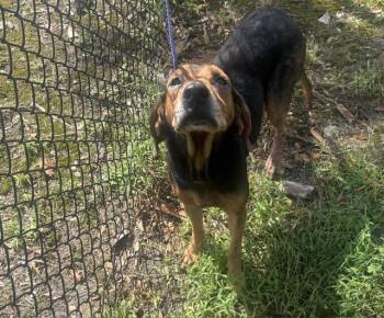 TUCKER -  Mixed Breed Dog for Adoption in Jacksonville, Florida - TUCKER | PetCurious
