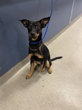 DONNIE -  Doberman Pinscher Dog for Adoption in Doral, Florida - DONNIE | PetCurious