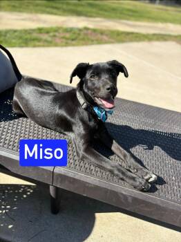 Black Labrador Retriever Dogs Available for Adoption in Littleton, Colorado - Miso | PetCurious
