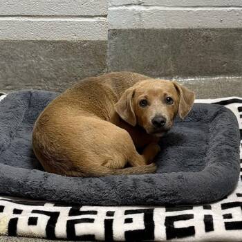 TYLER -  Dachshund and Mixed Breed Dog for Adoption - TYLER | PetCurious