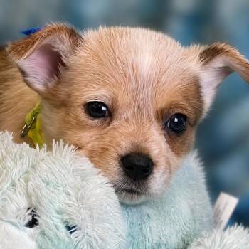 Grasshopper -  Corgi and Australian Cattle Dog Blue Heeler Dog for Adoption in Boerne, Texas - Grasshopper | PetCurious