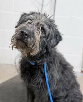 Arrow -  Wheaten Terrier and Mixed Breed Dog for Adoption in Fruit Heights, Utah - Arrow | PetCurious