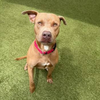 Luke -  Mixed Breed Dog for Adoption in Titusville, Florida - Luke | PetCurious
