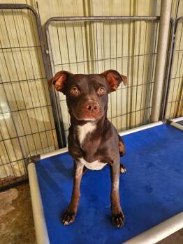 Labrador Retriever and Pit Bull Terrier Dogs Available for Adoption - Bailey | PetCurious