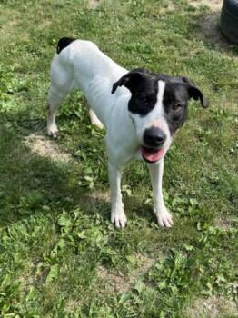 LOTTIE -  Pit Bull Terrier Dog for Adoption - LOTTIE | PetCurious