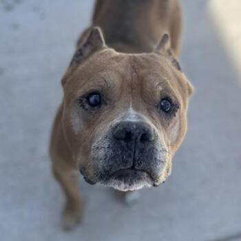 Carl -  Mixed Breed Dog for Adoption in Janesville, Wisconsin - Carl | PetCurious