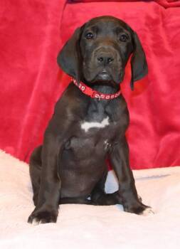 Flora -  Great Dane Dog for Adoption in Mesa, Arizona - Flora | PetCurious