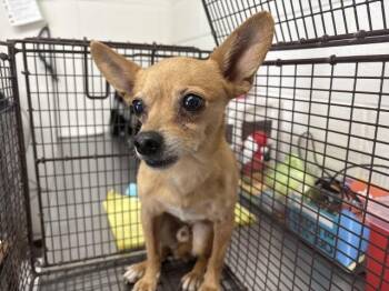 BAMBINO -  Chihuahua Dog for Adoption in San Bernardino, California - BAMBINO | PetCurious