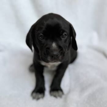 Rescue Boxer Dogs for Adoption in Fairfax Station, Virginia - Tiggles-orange | PetCurious