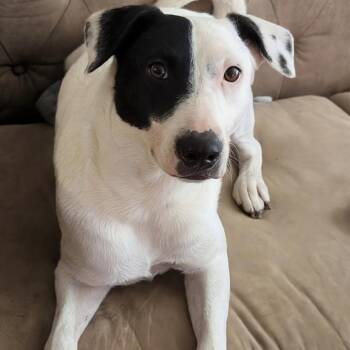 Dionysus -  Rat Terrier and Mixed Breed Dog Available for Adoption in Waco, Texas - Dionysus | PetCurious