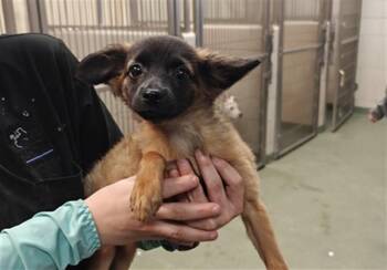 FENEQUE -  Mixed Breed Dog for Adoption in Santa Fe, New Mexico - FENEQUE | PetCurious