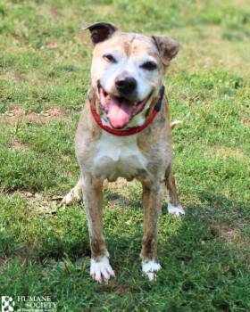 SCARLETTE -  Pit Bull Terrier and Mixed Breed Dog for Adoption in Hagerstown, Maryland - SCARLETTE | PetCurious