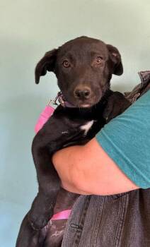 Violet -  Shepherd Dog for Adoption in Los Angeles, California - Violet | PetCurious
