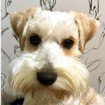 Pogo -  Miniature Schnauzer Dog for Adoption - Pogo | PetCurious